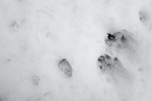 marten tracks in snow